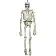 Hanging Skeleton 5ft For Sale